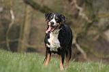 BOUVIER D'APPENZELL 060